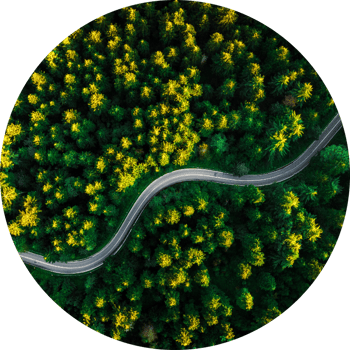 forest with road-modified